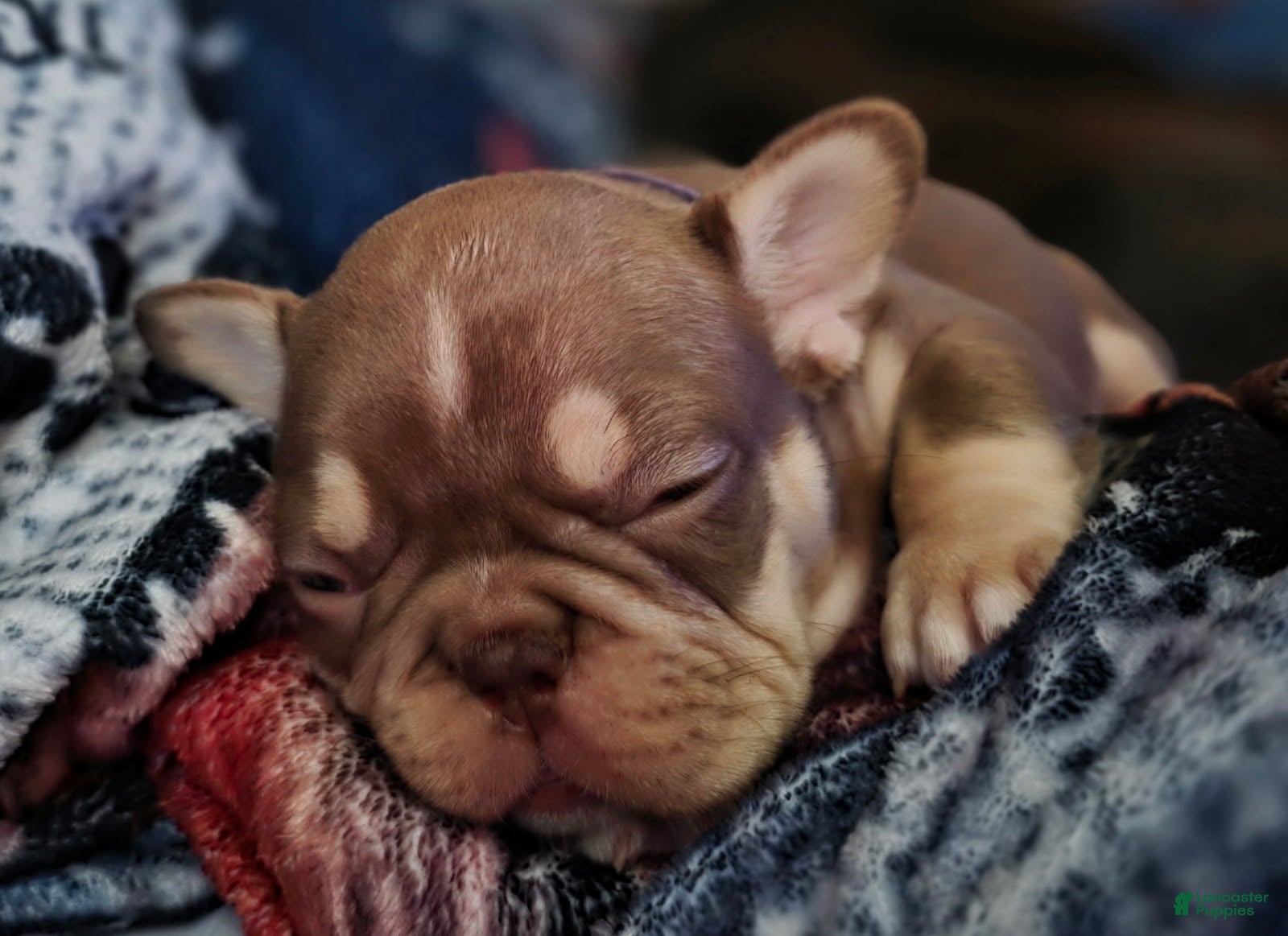 French Bulldog dogs French Bulldog  Female 3 - Ad 2