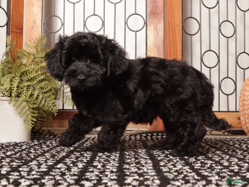 Yorkiepoo dogs Jasper Happy Male Yorkiepoo - Ad 1
