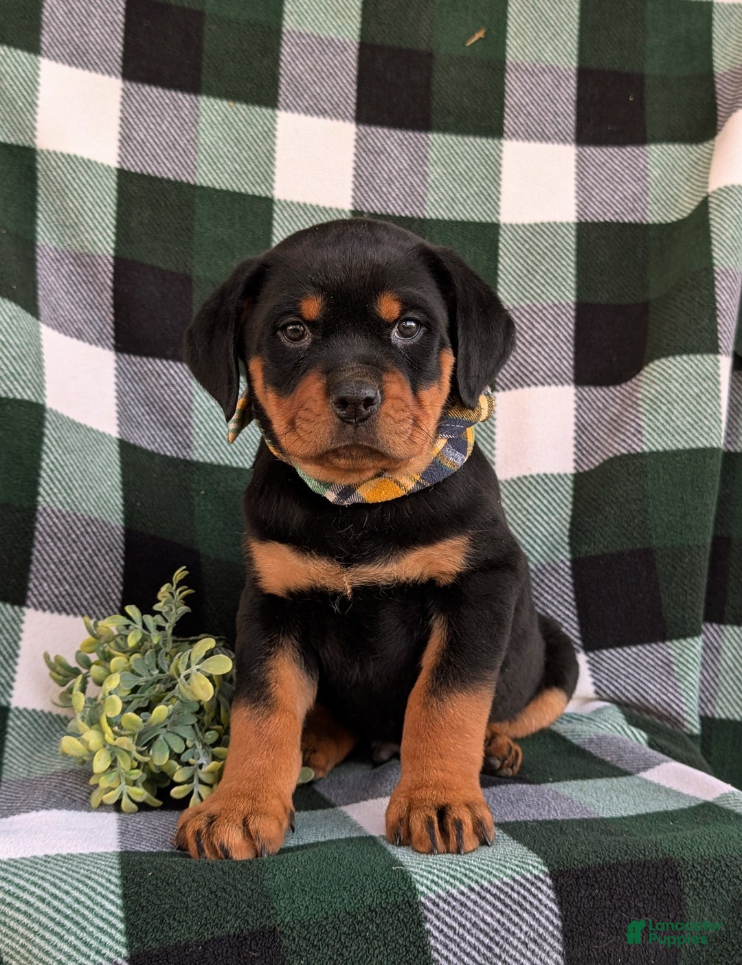 Rottweiler dogs for sale: Byrnes - Ad 1