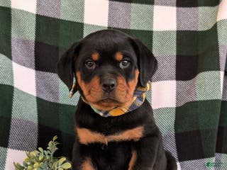 Rottweiler dogs Byrnes - Ad 27