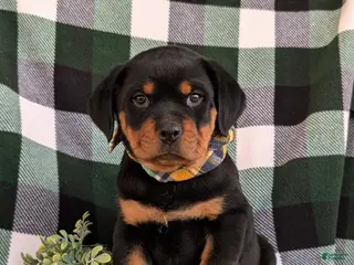 Rottweiler dogs Byrnes - Ad 42