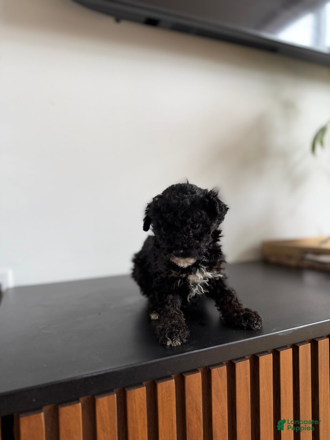 Toy Poodle dogs for sale: Sally teacup - Ad 5