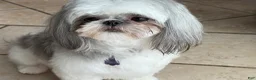 Shih Tzu dogs for sale: Shih Tzu Puppy 5 - Ad 2