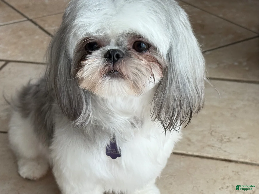 Shih Tzu dogs for sale: Shih Tzu Puppy 5 - Ad 2