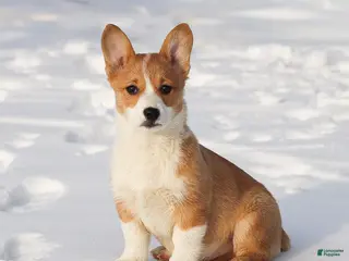 Welsh Corgi Pembroke dogs Karson Welsh Corgi Pembroke - Ad 30