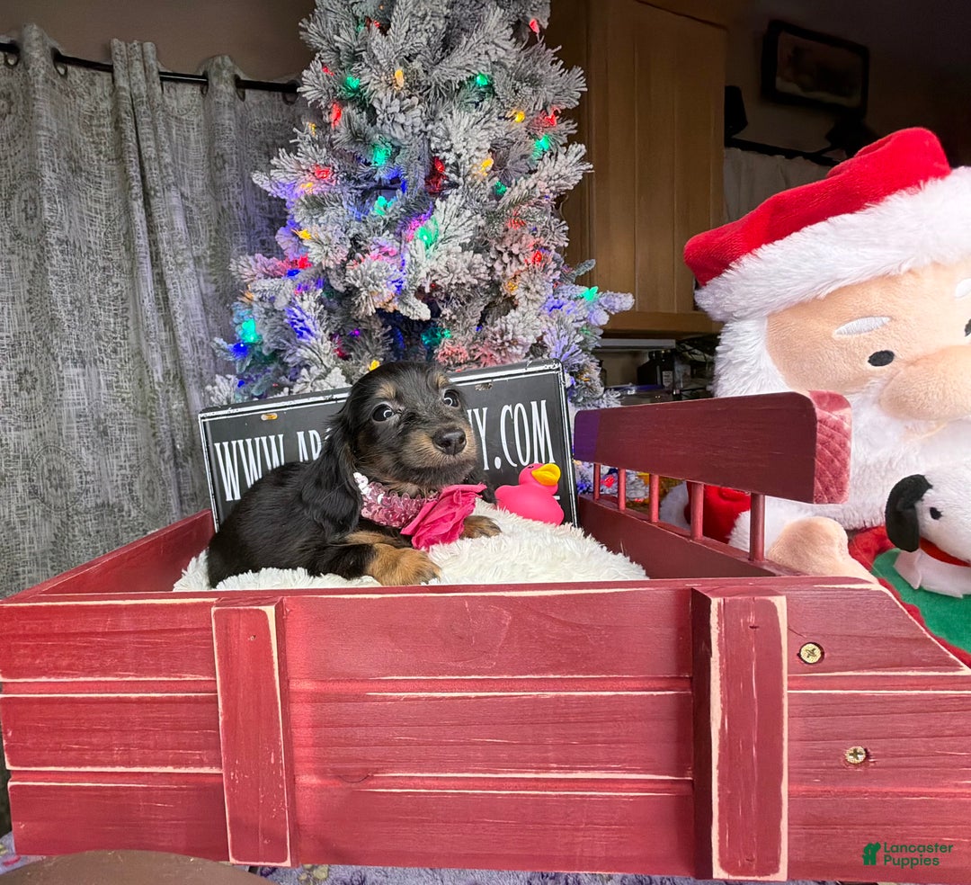 Miniature Dachshund dogs for sale: AKC Russian pra clear - Ad 9