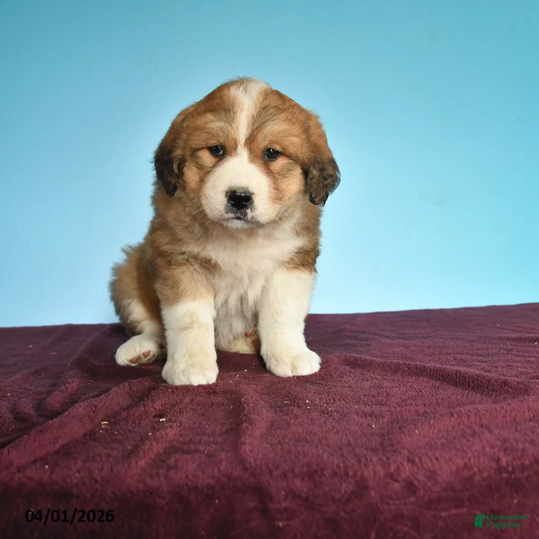 Mixed Breed dogs for sale: Coffee - Ad 1