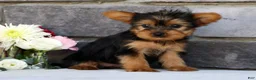 Morkie dogs for sale: Opal - Ad 8