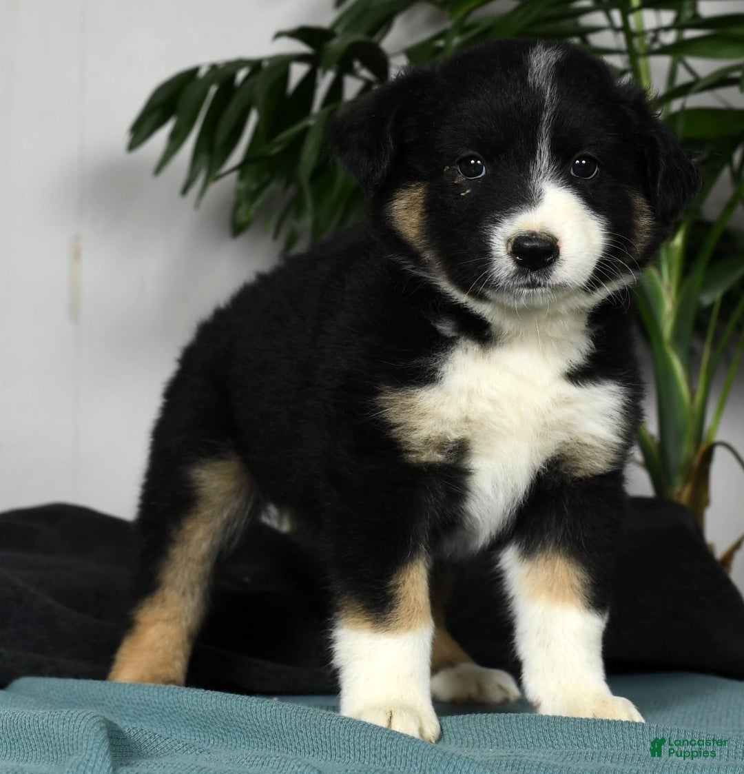 Australian Shepherd dogs for sale: Bella - Ad 2