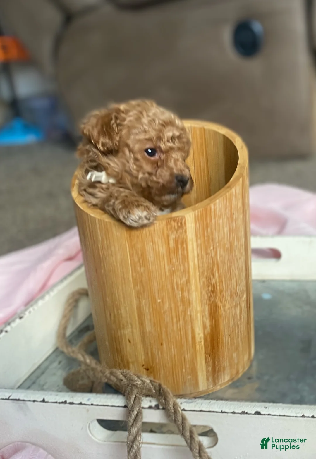 Toy Poodle dogs for sale: LITTLE ARCHIE - Ad 13