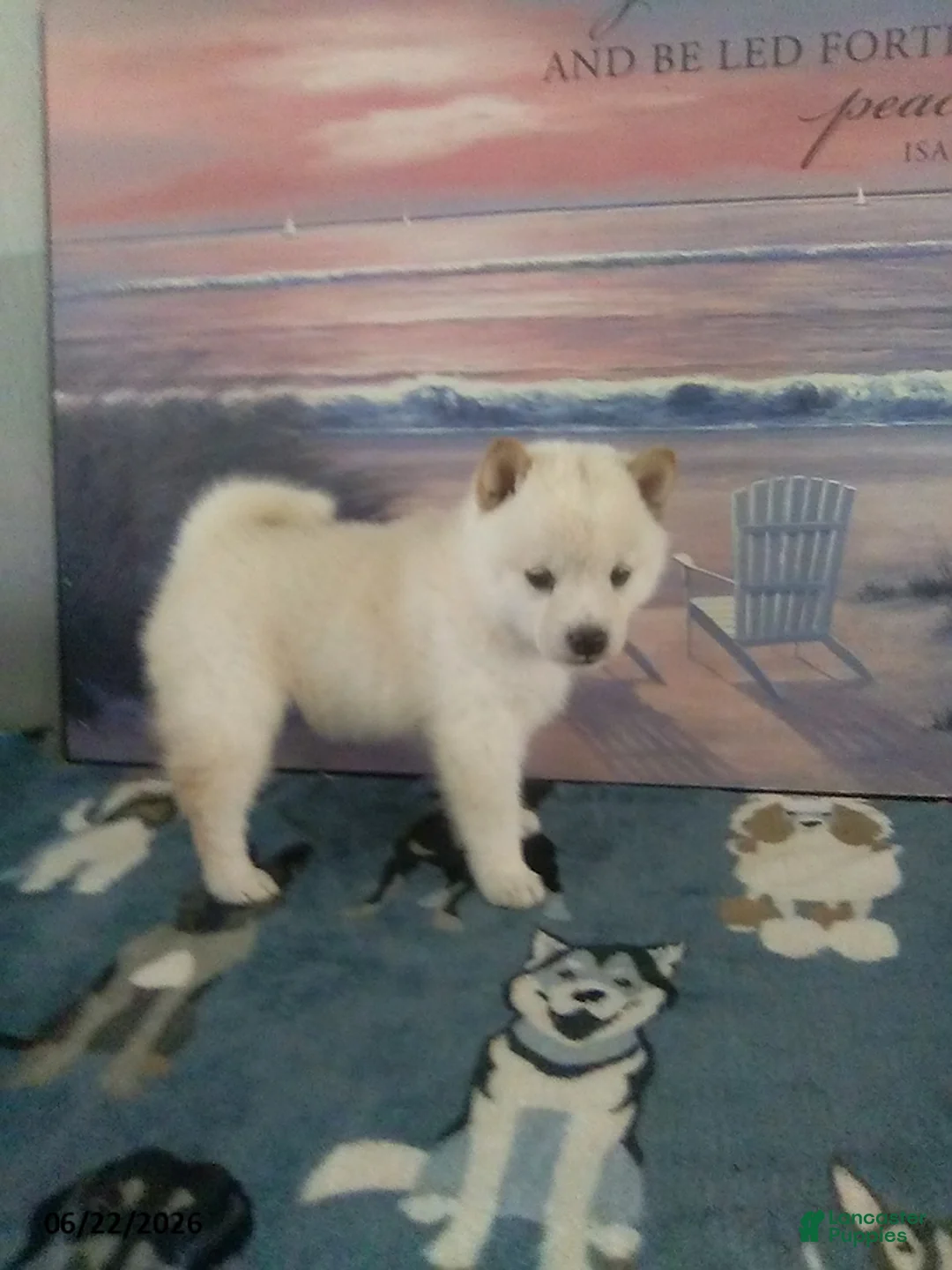 Shiba Inu dogs for sale: Brooklyn - Ad 2