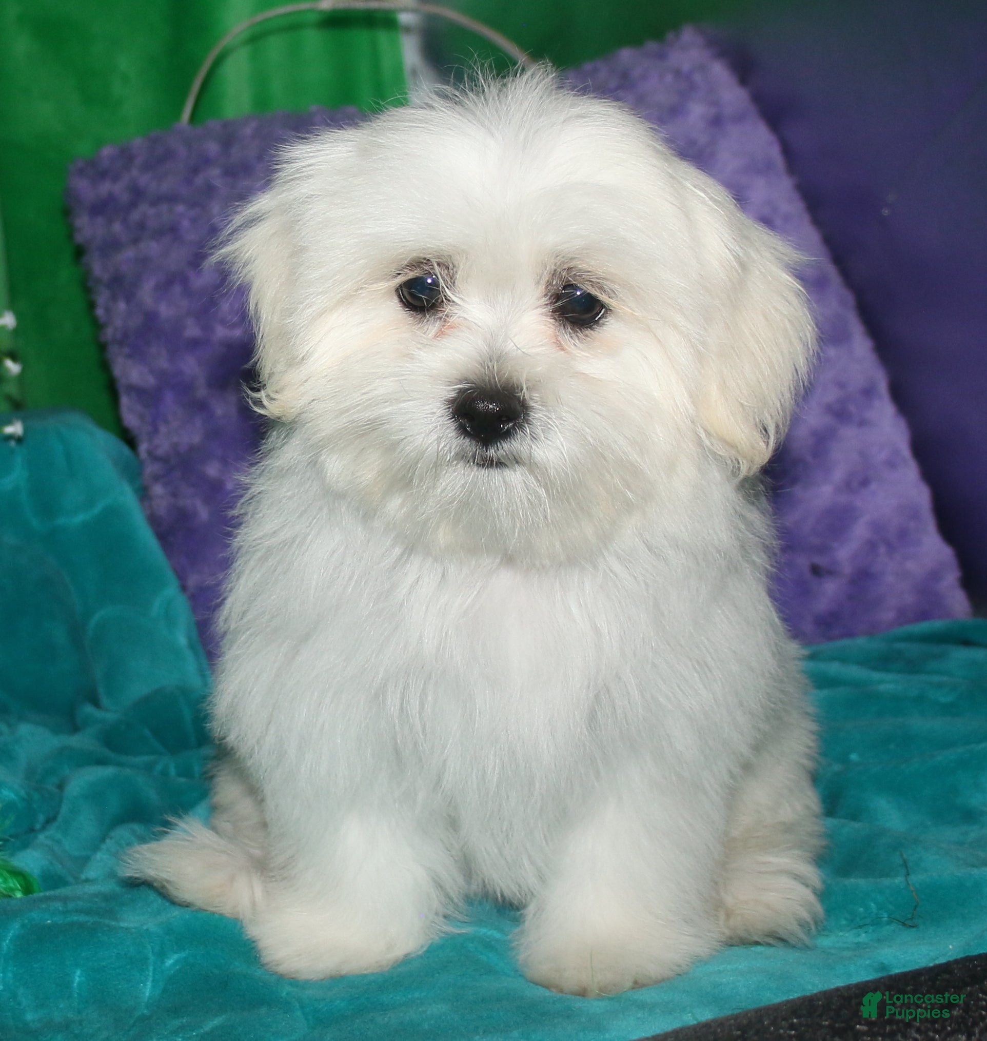 Shihpoo dogs Shiloh - Ad 2