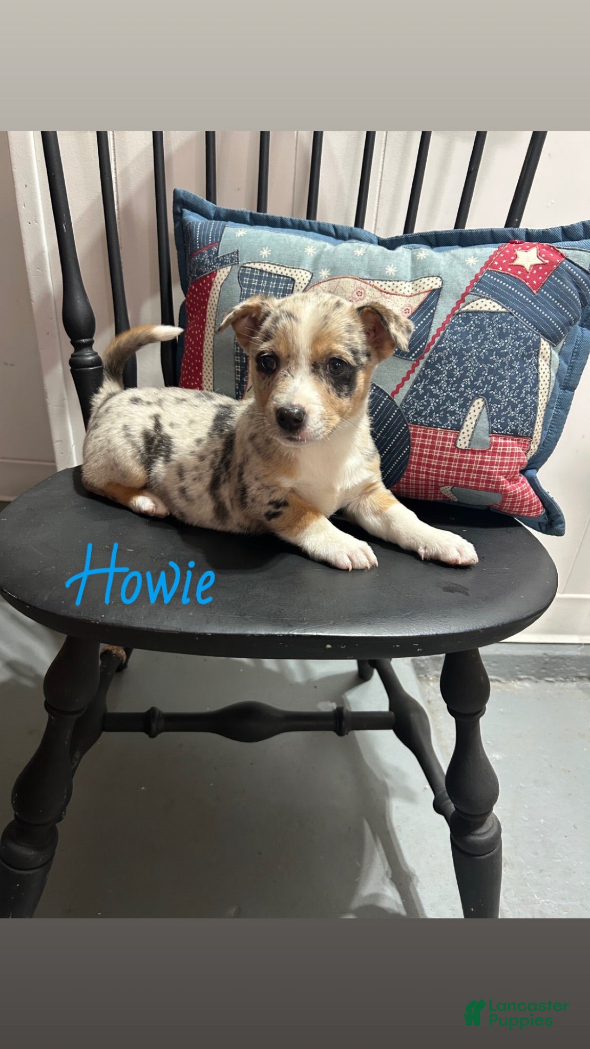 Miniature Australian Shepherd dogs Howie - Ad 5