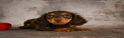 Miniature Dachshund dogs for sale: Sophie - Ad 16