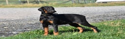 Doberman Pinscher dogs for sale: Kasey - Ad 2