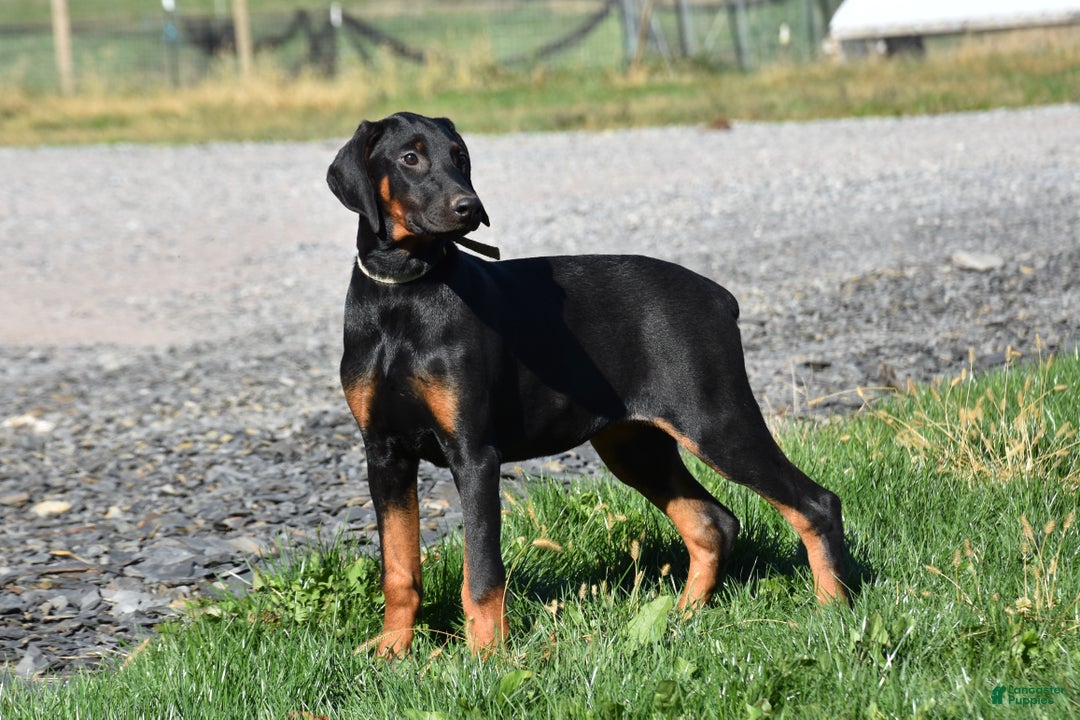 Doberman Pinscher dogs for sale: Kasey - Ad 2