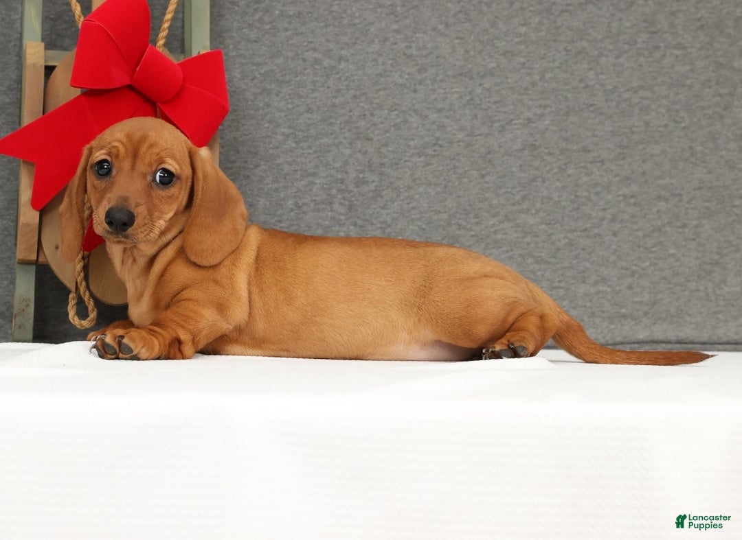 Miniature Dachshund dogs for sale: Ginger - Ad 4