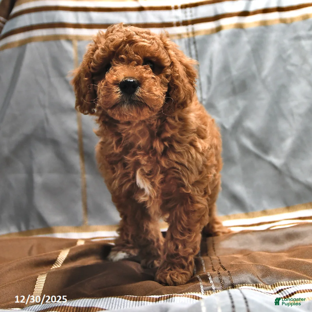 Goldendoodle dogs for sale: Jaden - Ad 8