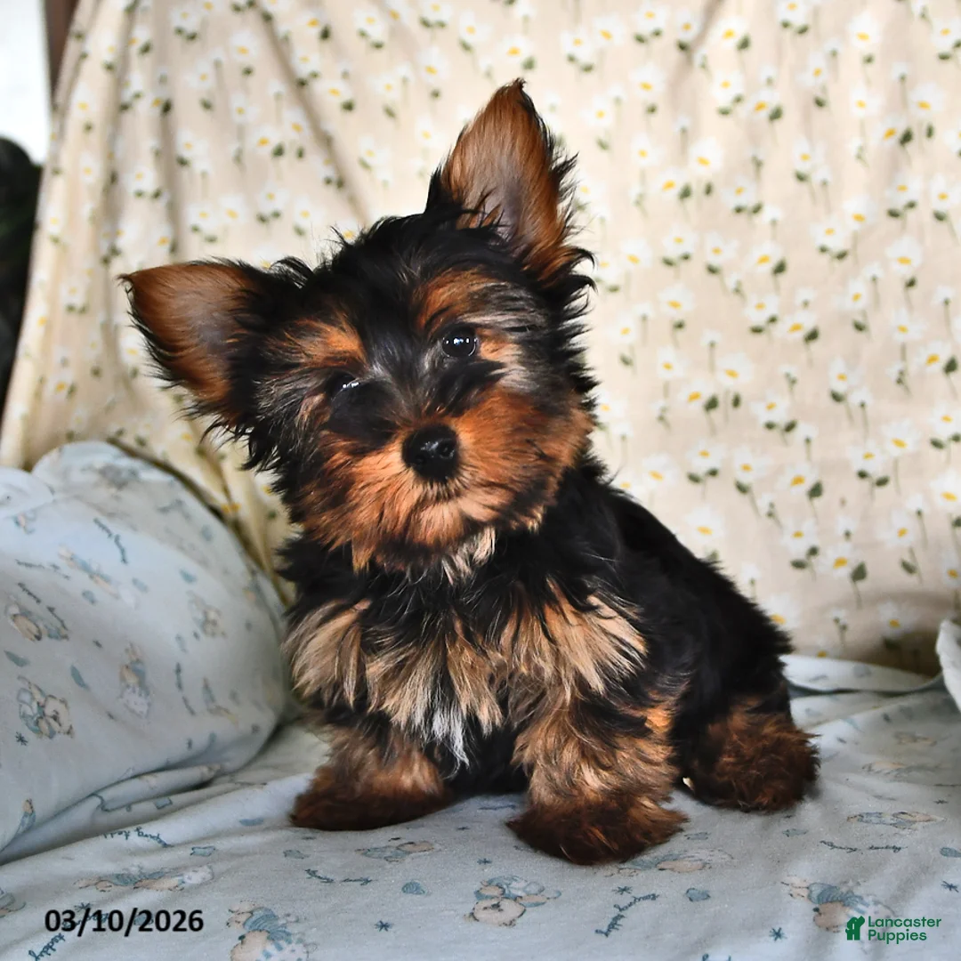 Yorkshire Terrier dogs for sale: Ranger - Ad 1