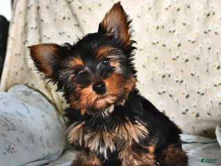 Yorkshire Terrier dogs for sale: Ranger - Ad 3