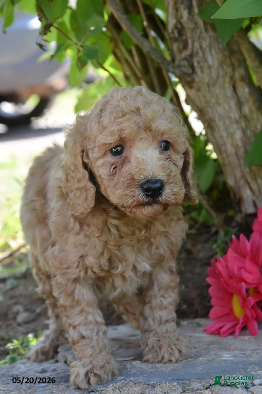 Miniature Poodle dogs for sale: James - Ad 2