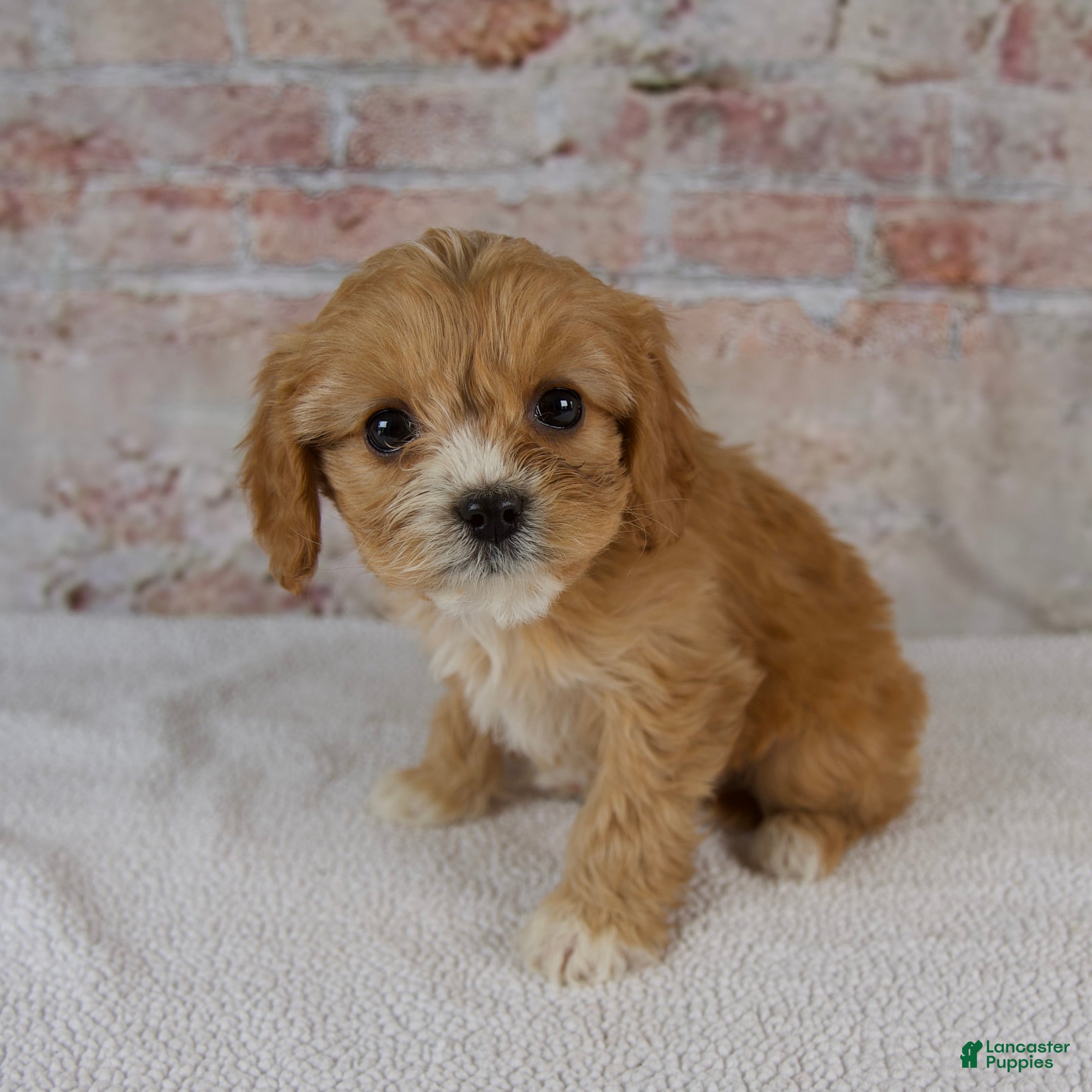 Cavapoo dogs Honey - Ad 1