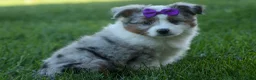 Australian Shepherd dogs for sale: MUFFIN - Ad 12