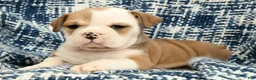English Bulldog dogs for sale: Jenny - Ad 6