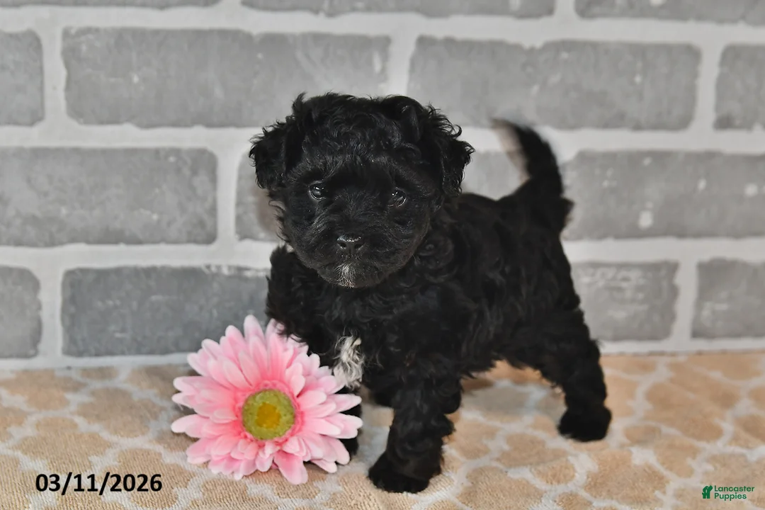 Maltipoo dogs for sale: Pixie - Ad 1