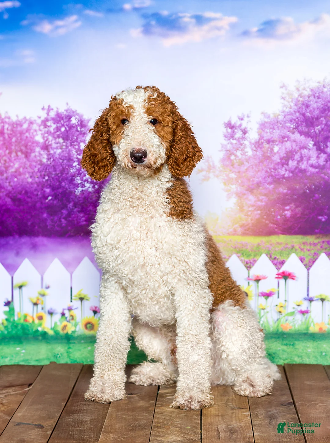 Goldendoodle dogs for sale: Hazel - Ad 5