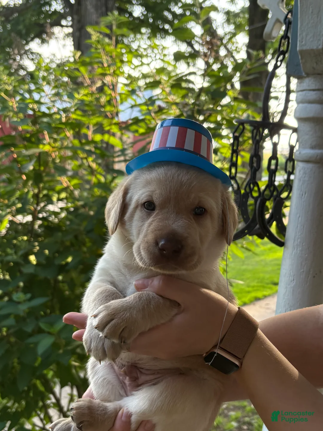 Labrador Retriever dogs for sale: Venture - Ad 1