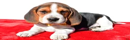 Beagle dogs for sale: Mark - Ad 2