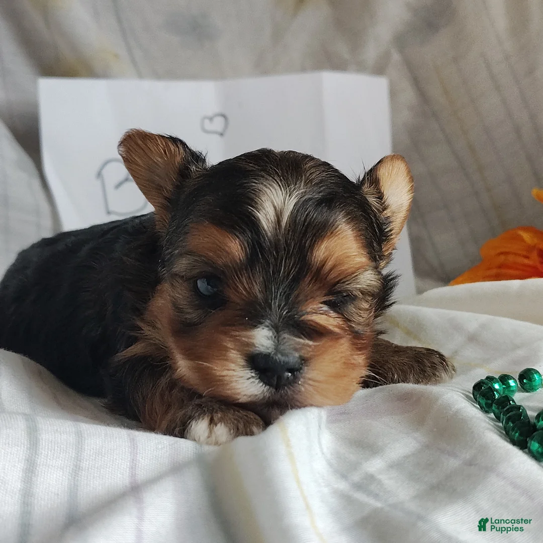 Yorkshire Terrier dogs for sale: Benson - Ad 1