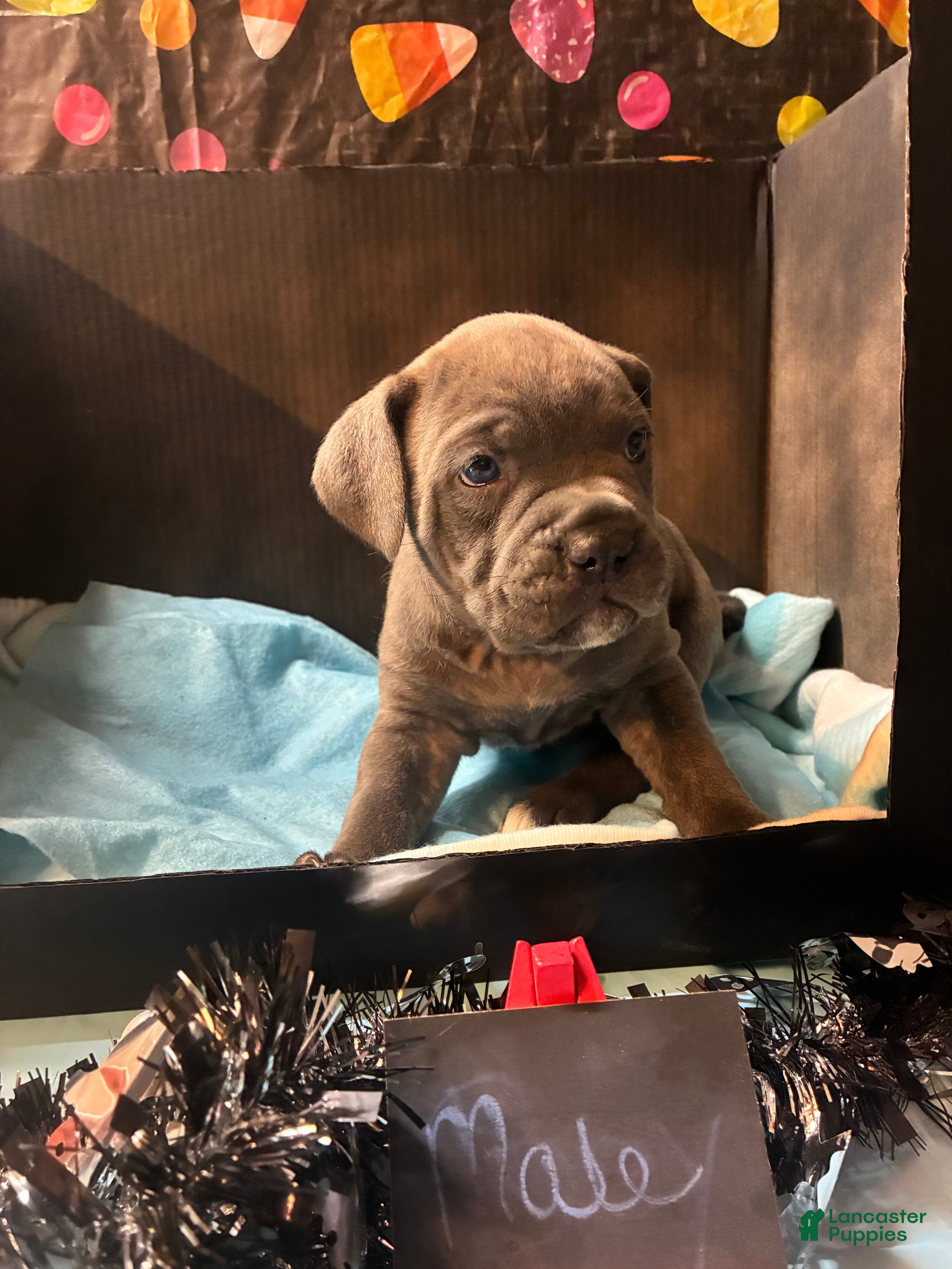 Cane Corso dogs Cane Corso 8 - Ad 1