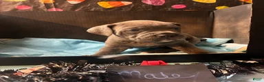 Cane Corso 8