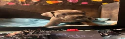 Cane Corso dogs for sale: Cane Corso 8 - Ad 1
