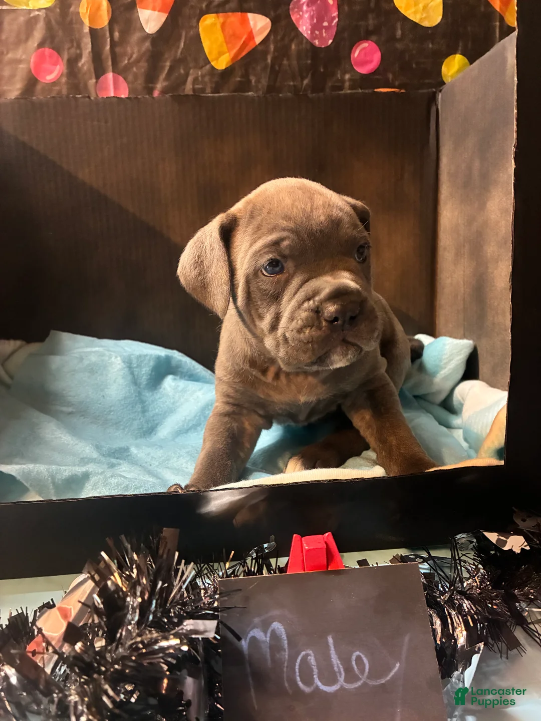 Cane Corso dogs for sale: Cane Corso 8 - Ad 1