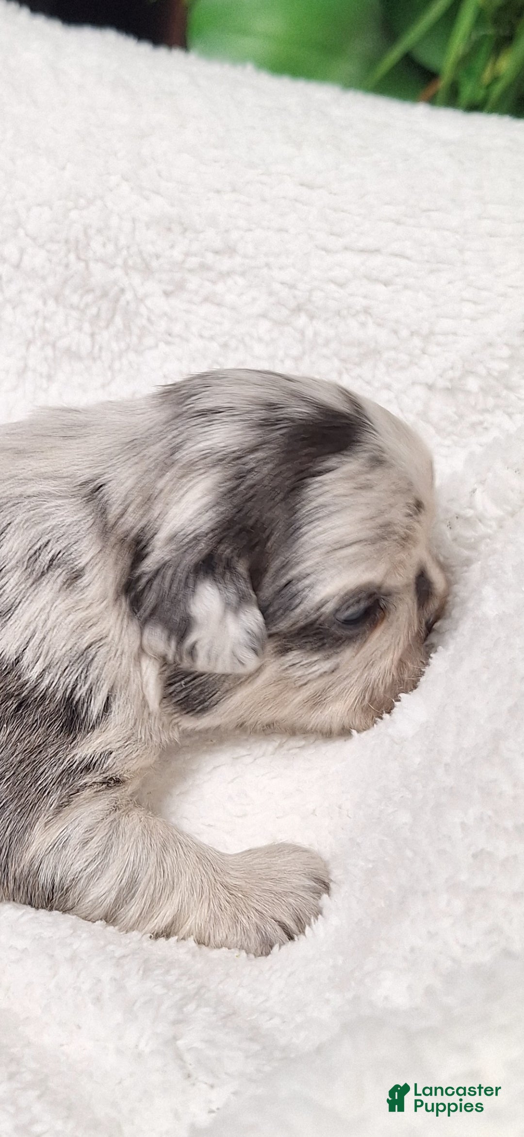 French Bulldog dogs for sale: Tim - Ad 6