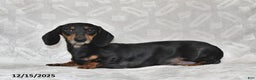 Dachshund dogs for sale: Denver - Ad 6