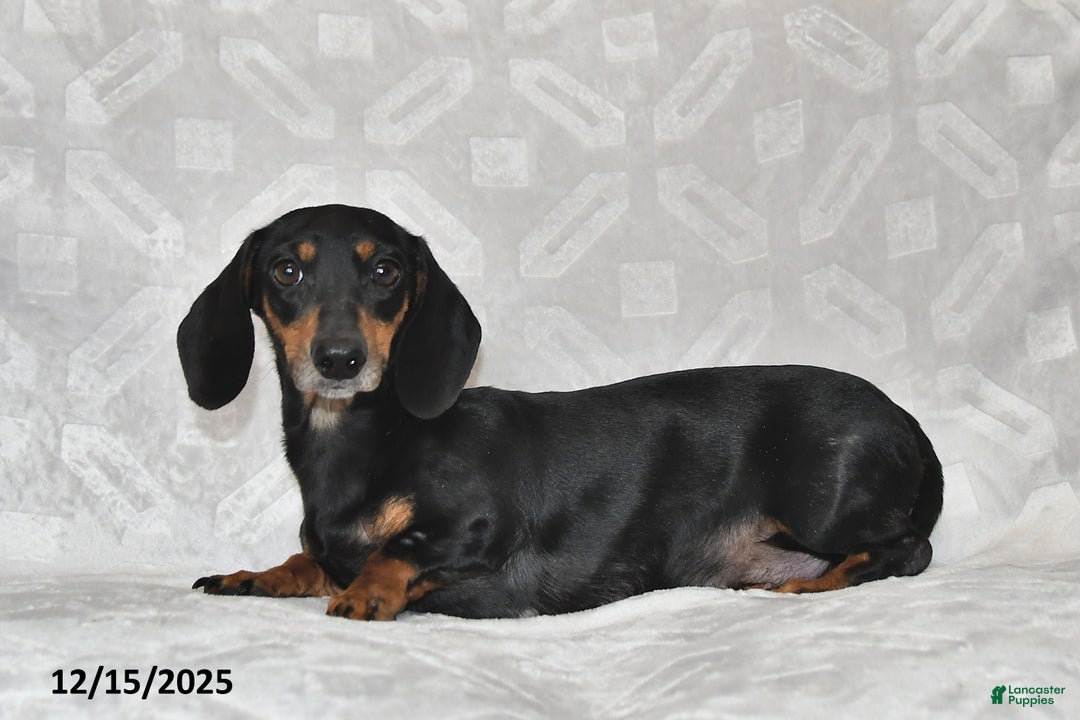 Dachshund dogs for sale: Denver - Ad 6