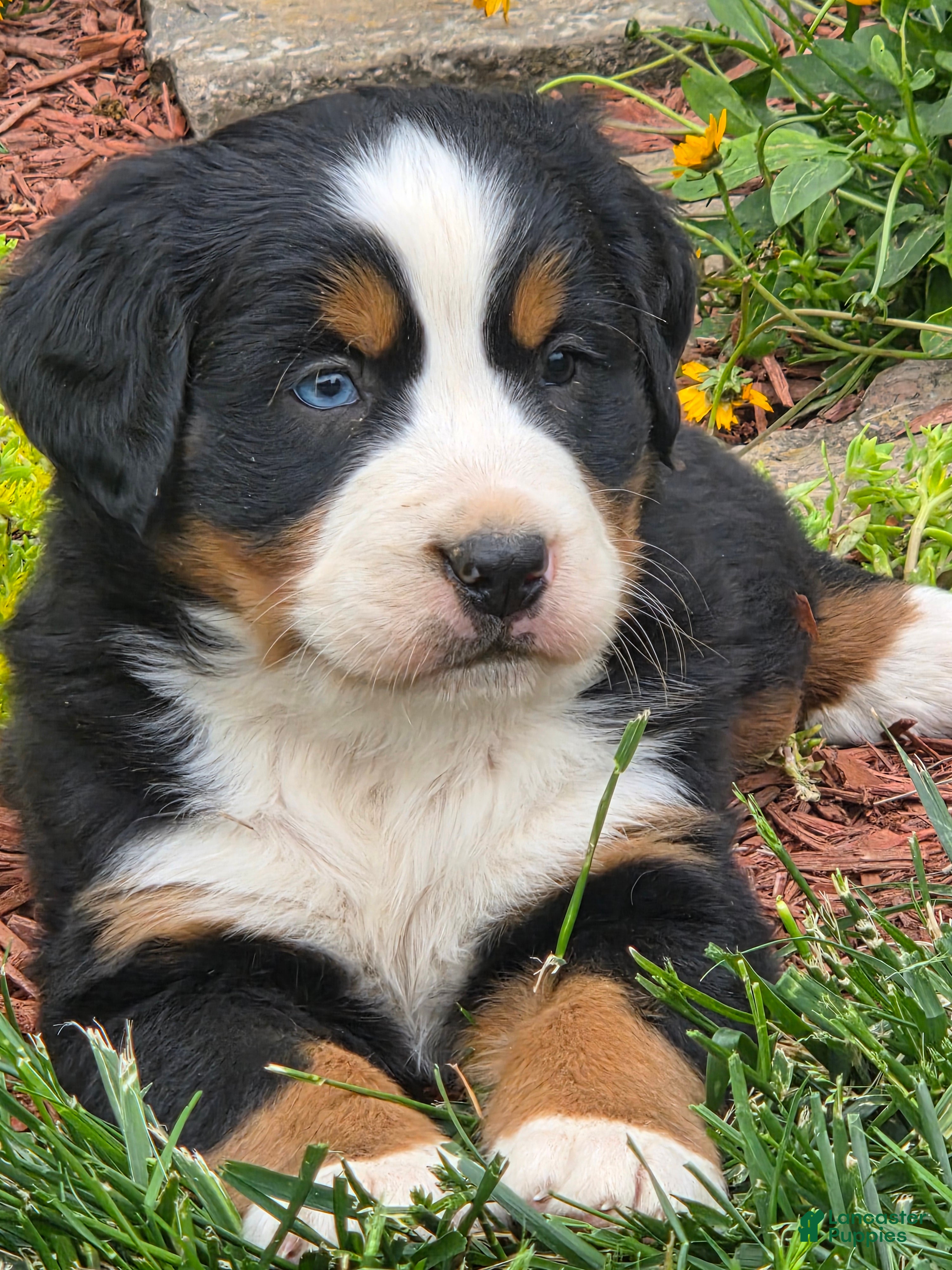Bernese Mountain Dog dogs Bernese Mountain BLUE EYE - Ad 1