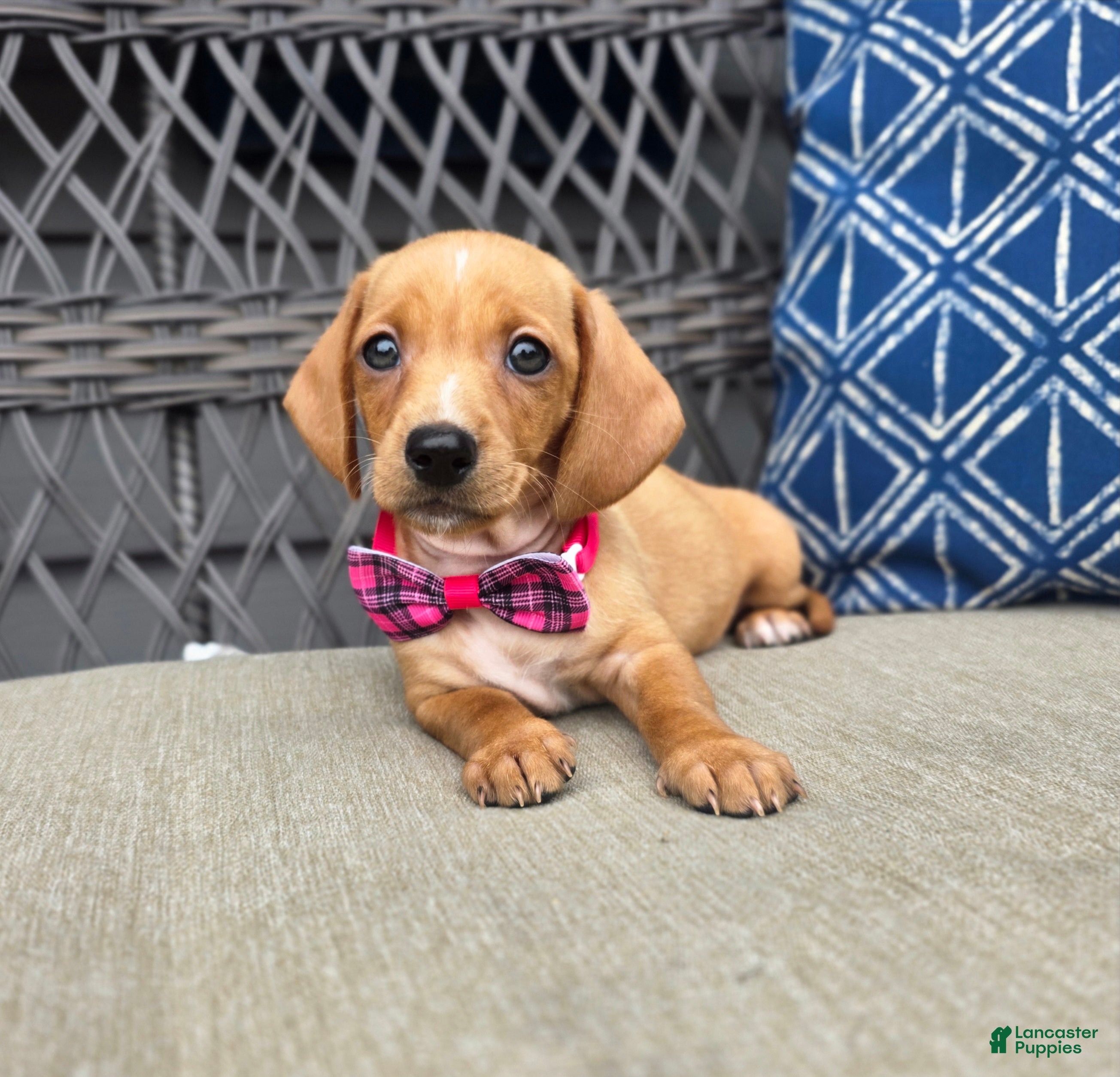 Miniature Dachshund dogs for sale: Yellow Girl - Ad 4