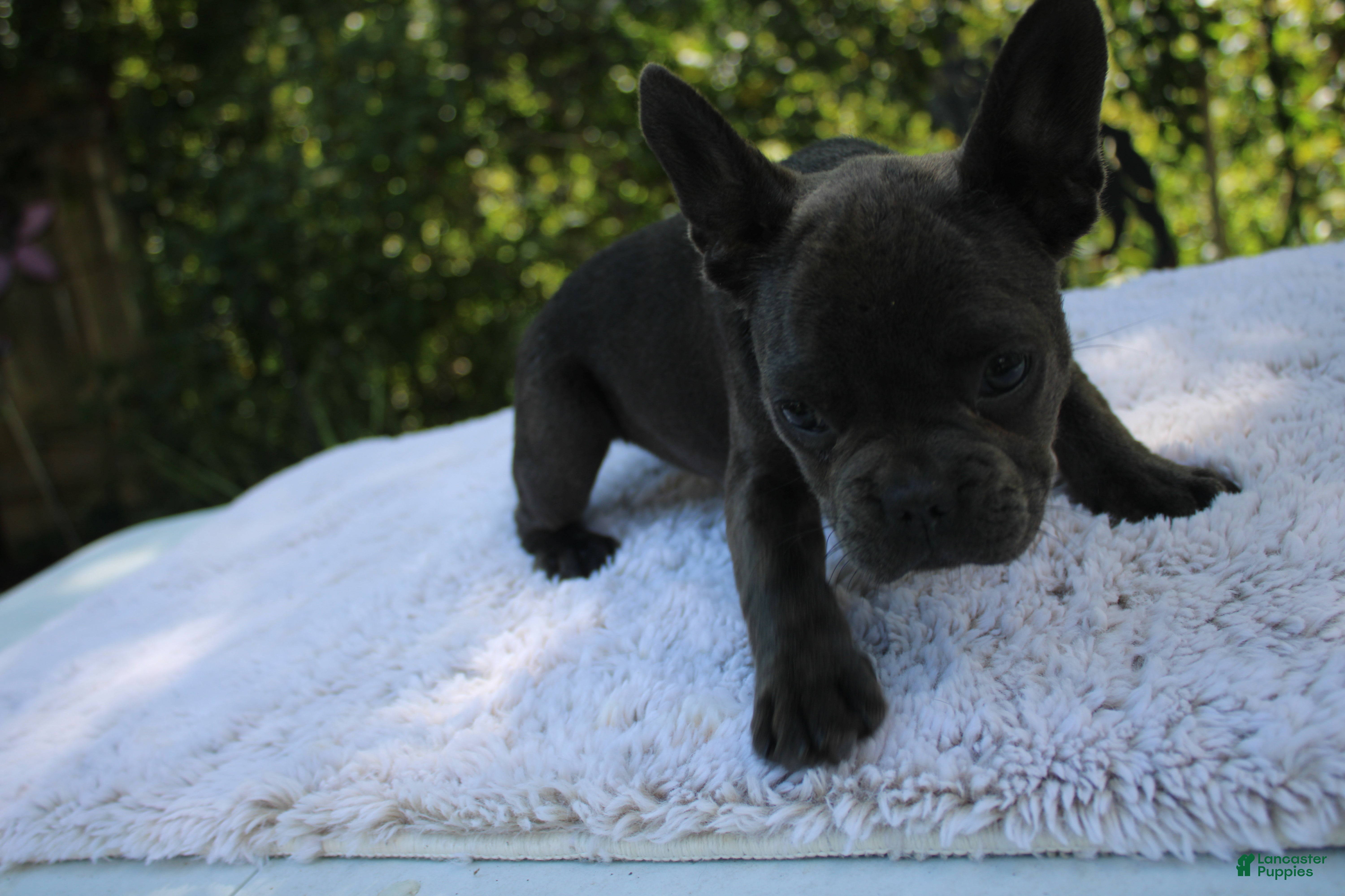 French Bulldog dogs CAMILLA-FLUFFY CARRIER (bottle baby) - Ad 2
