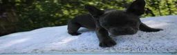 French Bulldog dogs for sale: CAMILLA-FLUFFY CARRIER (bottle baby) - Ad 2