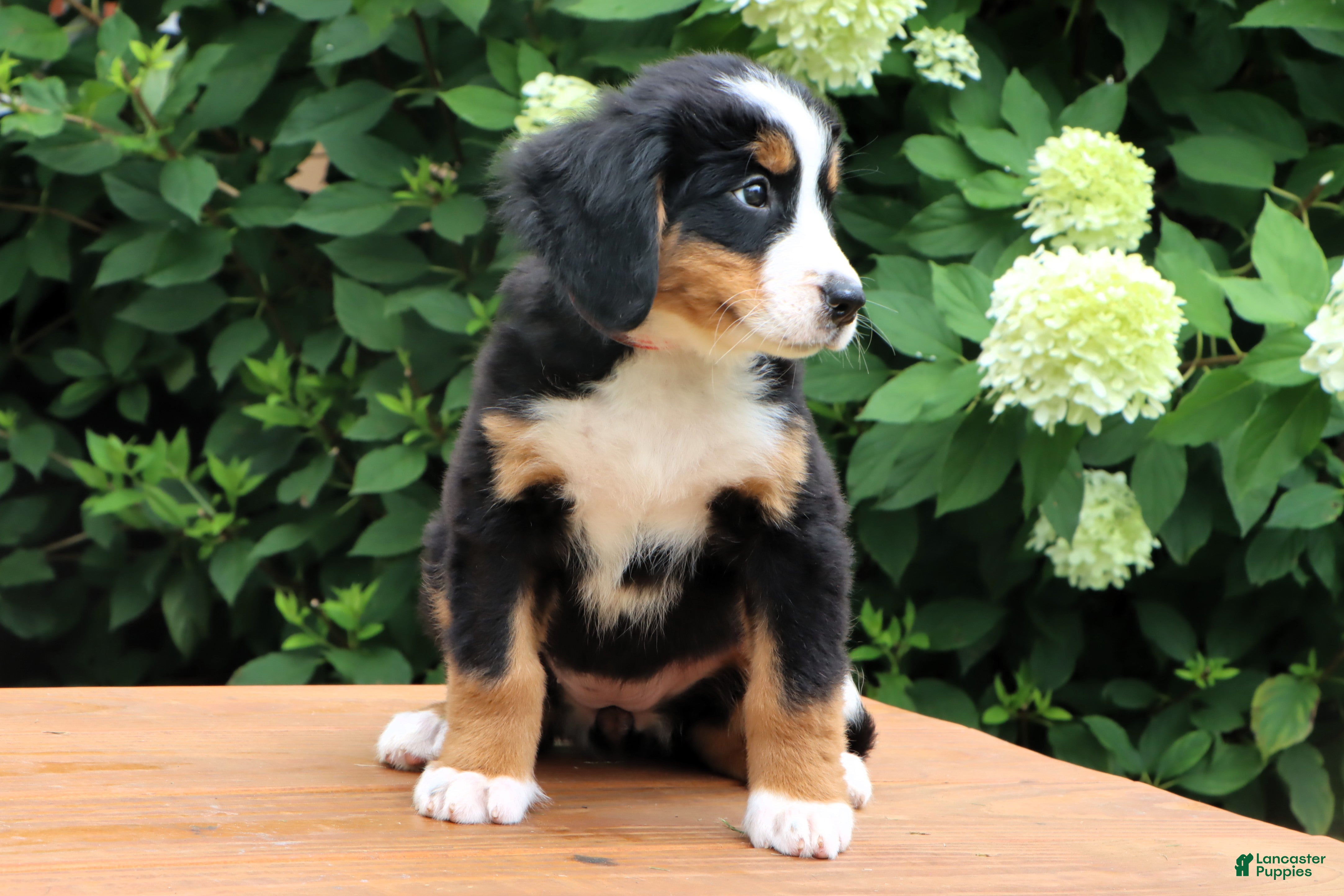 Bernese Mountain Dog dogs Ranita - Ad 1