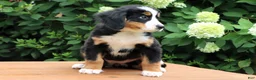 Bernese Mountain Dog dogs for sale: Ranita - Ad 1