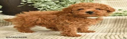 Miniature Poodle dogs for sale: Quintana - Ad 3