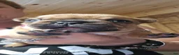 French Bulldog dogs for sale: Inferno - Ad 2