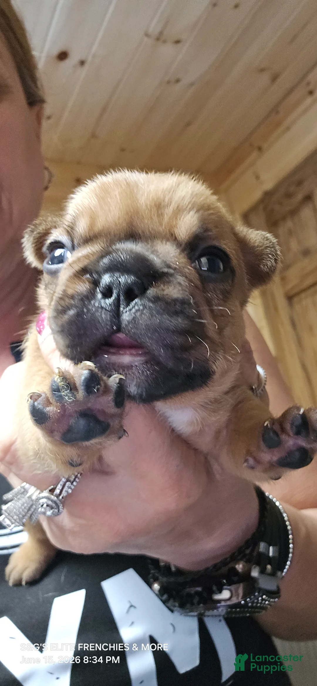 French Bulldog dogs for sale: Inferno - Ad 2