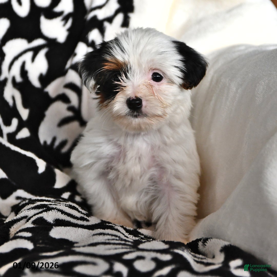 Mixed Breed dogs for sale: Cody - Ad 2